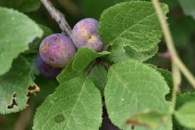 Attēlu rezultāti vaicājumam “Prunus domestica subsp. domestica fruit”