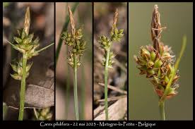 Attēlu rezultāti vaicājumam “Carex pilulifera”
