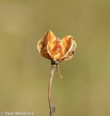 Attēlu rezultāti vaicājumam “Gladiolus imbricatus bud”