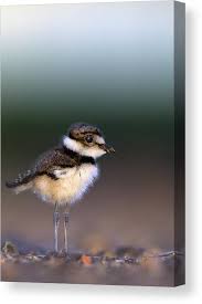Image result for Charadrius vociferus