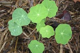 Attēlu rezultāti vaicājumam “Tropaeolum majus bud”