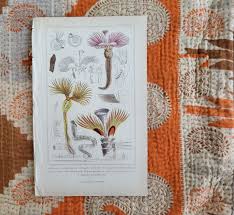 Attēlu rezultāti vaicājumam “Annelides”