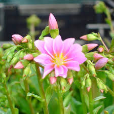 Image result for Bitterwurz