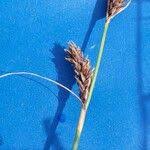 Attēlu rezultāti vaicājumam “Carex lasiocarpa male flower”