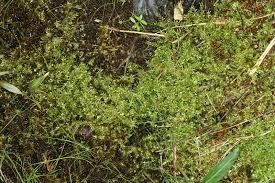 Attēlu rezultāti vaicājumam “Calliergon giganteum”