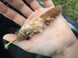 Attēlu rezultāti vaicājumam “Typha angustifolia  fruit”
