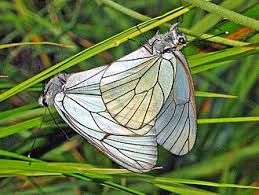 Attēlu rezultāti vaicājumam “Aporia crataegi female”