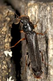 Attēlu rezultāti vaicājumam “Hylecoetus dermestoides male”