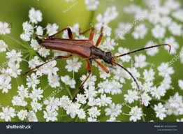 Attēlu rezultāti vaicājumam “Stenocorus meridianus”