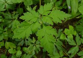Attēlu rezultāti vaicājumam “Geranium robertianum leaf”