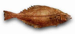 Image result for Reinhardtius hippoglossoides