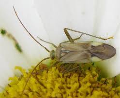 Attēlu rezultāti vaicājumam “Adelphocoris lineolatus imago”