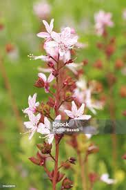 Image result for Diptam