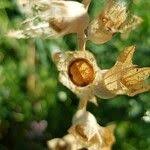 Attēlu rezultāti vaicājumam “Hyoscyamus niger fruit”