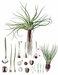 Attēlu rezultāti vaicājumam “Isoetes echinospora leaf”