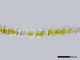 Attēlu rezultāti vaicājumam “Lophozia laxa macro”