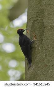 Attēlu rezultāti vaicājumam “Dryocopus martius adult”