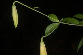 Attēlu rezultāti vaicājumam “Lilium lancifolium bud”