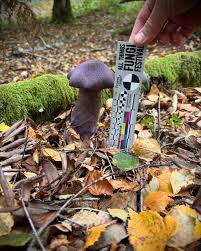 Attēlu rezultāti vaicājumam “Cortinarius violaceus”