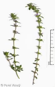 Attēlu rezultāti vaicājumam “Acinos arvensis flower”