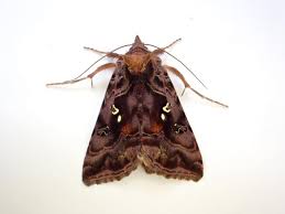 Attēlu rezultāti vaicājumam “Autographa pulchrina”