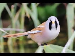 Attēlu rezultāti vaicājumam “Panurus biarmicus male”