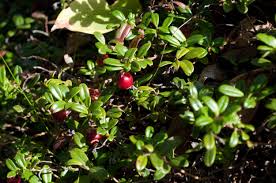 Attēlu rezultāti vaicājumam “Vaccinium vitis-idaea fruit”