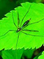 Attēlu rezultāti vaicājumam “Dictenidia bimaculata”