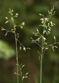 Attēlu rezultāti vaicājumam “Poa nemoralis”