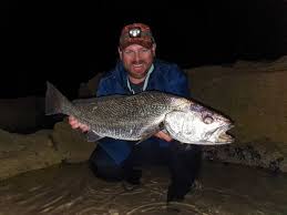 Image result for Argyrosomus coronus