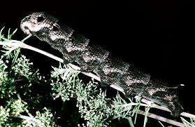 Attēlu rezultāti vaicājumam “Deilephila elpenor larva”