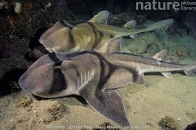 Image result for Heterodontus portusjacksoni