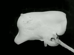 Image result for Raja clavata