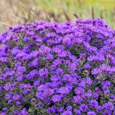 Attēlu rezultāti vaicājumam “Symphyotrichum novae-angliae flower”