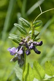 Attēlu rezultāti vaicājumam “Vicia sepium flower”