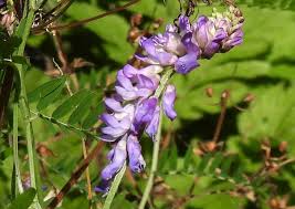 Attēlu rezultāti vaicājumam “Vicia cracca”
