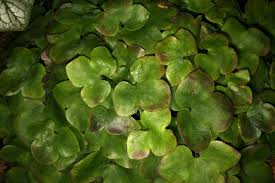 Attēlu rezultāti vaicājumam “Hepatica nobilis leaf”