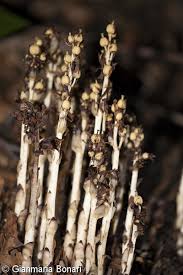 Attēlu rezultāti vaicājumam “Monotropa hypopitys fruit”