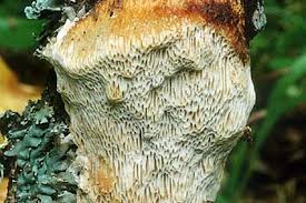 Attēlu rezultāti vaicājumam “Dichomitus campestris”