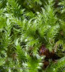 Attēlu rezultāti vaicājumam “Breidleria pratensis”