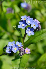 Image result for Myosotis sylvatica