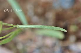 Attēlu rezultāti vaicājumam “Crepis tectorum”