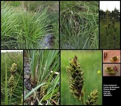 Attēlu rezultāti vaicājumam “Carex buxbaumii”