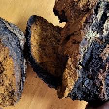 Attēlu rezultāti vaicājumam “Inonotus obliquus”