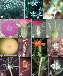 Attēlu rezultāti vaicājumam “Santalaceae”