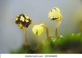 Attēlu rezultāti vaicājumam “Physarum viride var. aurantium”