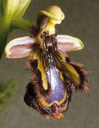 Attēlu rezultāti vaicājumam “Ophrys insectifera flower”