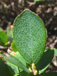 Attēlu rezultāti vaicājumam “Vaccinium uliginosum bud”