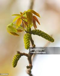 Attēlu rezultāti vaicājumam “Ulmus laevis fruit”