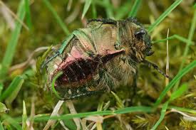 Attēlu rezultāti vaicājumam “Cetonia aurata”